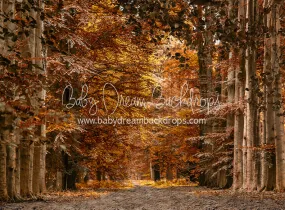 Autumn Drive (CC)