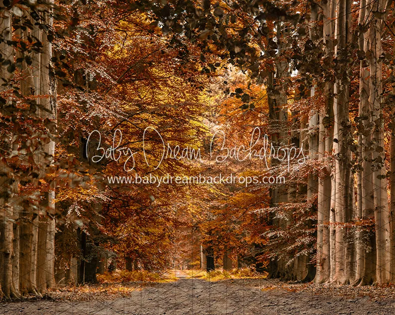 Autumn Drive (CC)