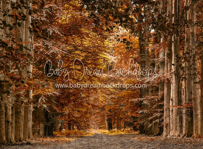 Autumn Drive (CC)
