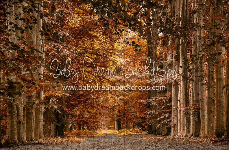 Autumn Drive (CC)